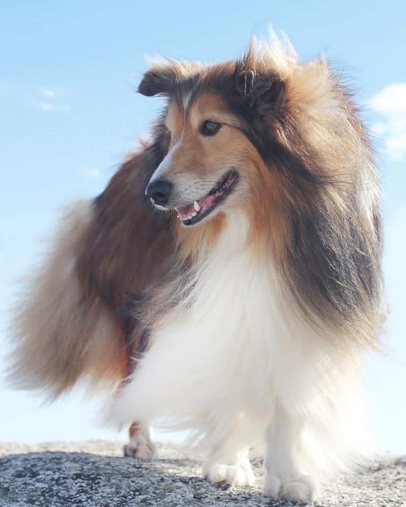 Shetland Sheepdog