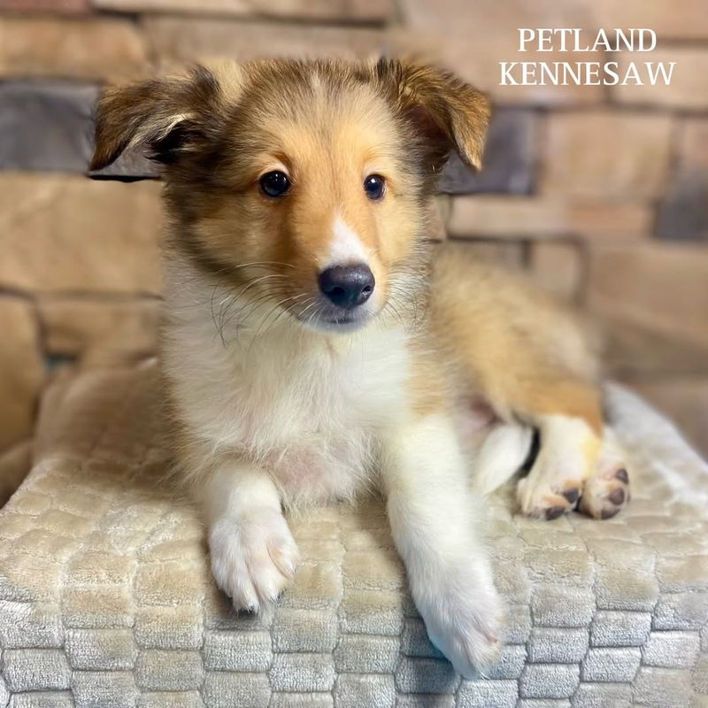 Shetland Sheepdog