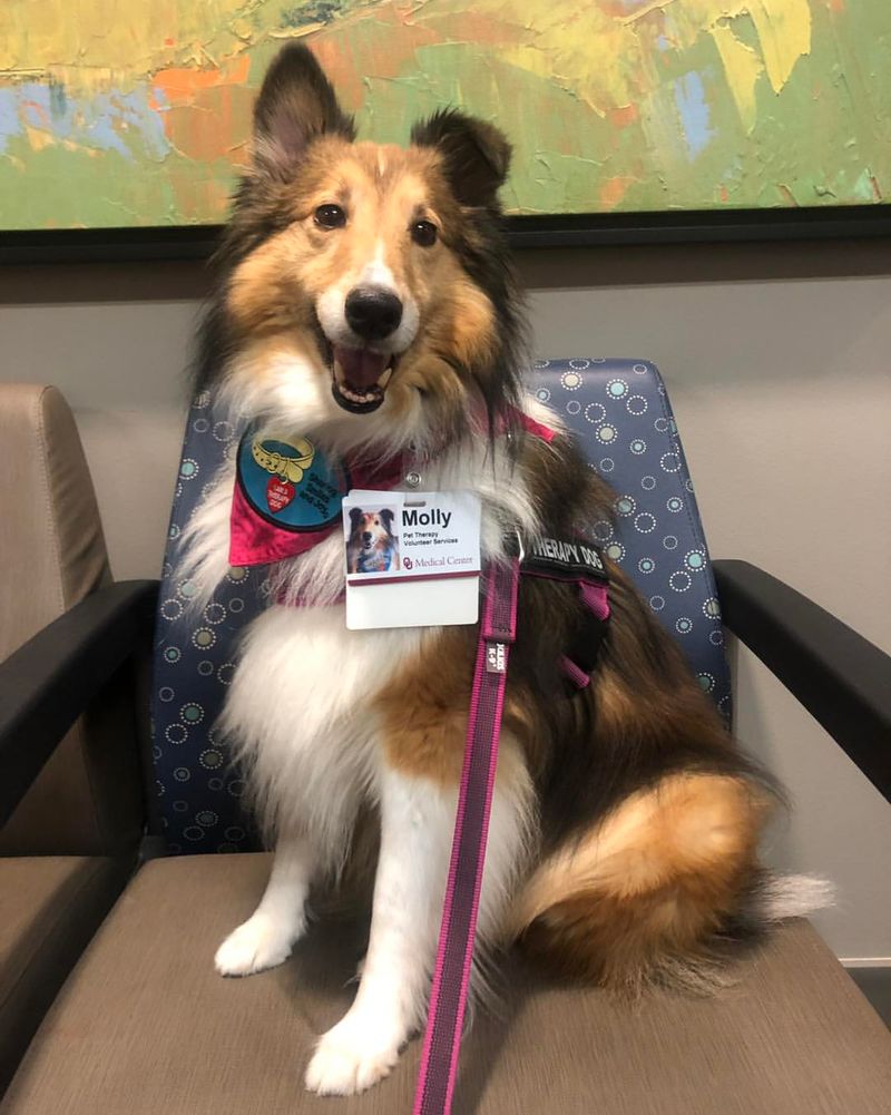 Shetland Sheepdog