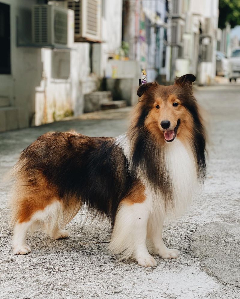 Shetland Sheepdog