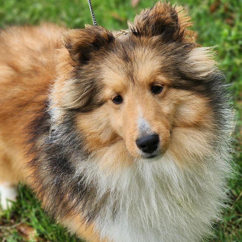 Shetland Sheepdog