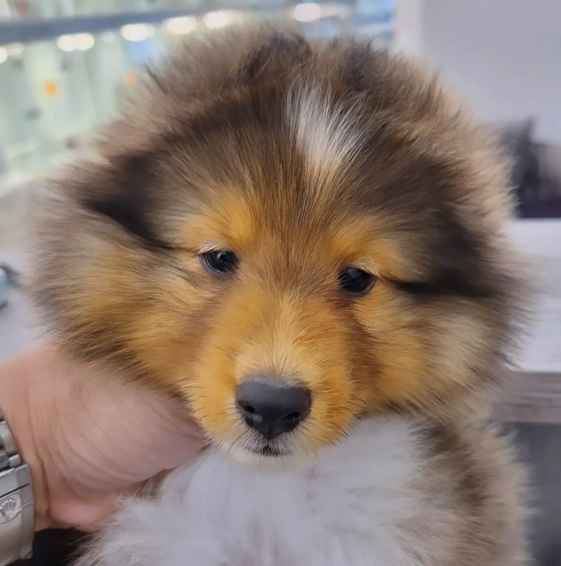 Shetland Sheepdog