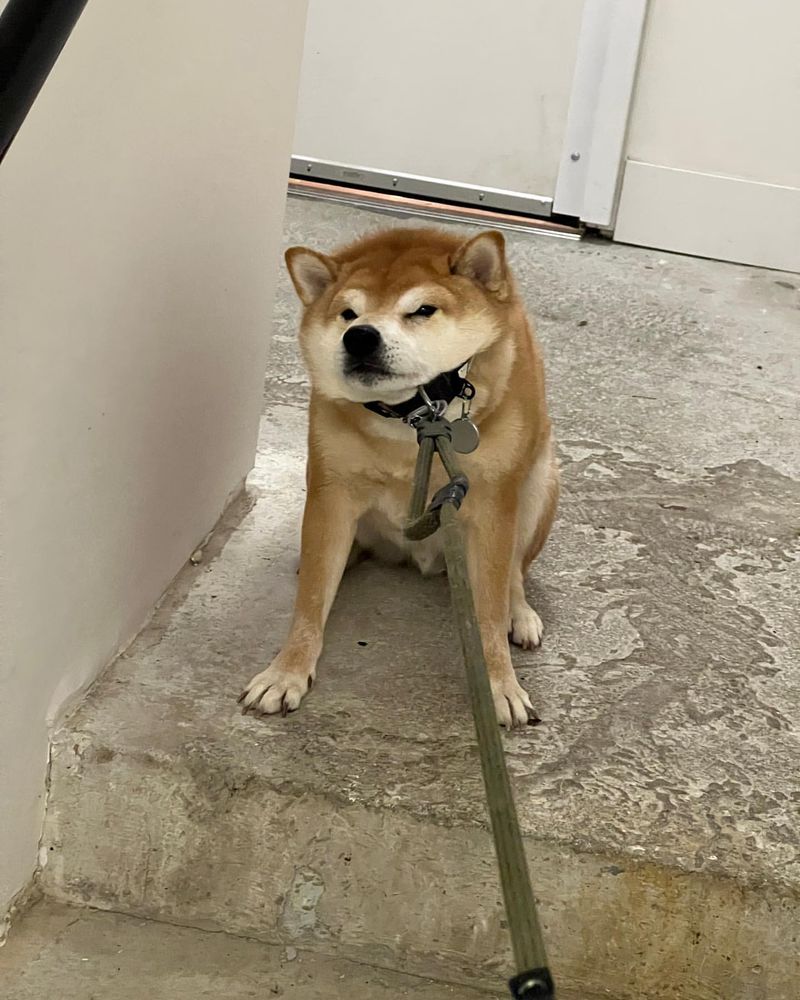 Shiba Inu