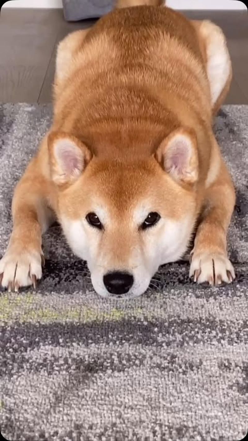 Shiba Inu