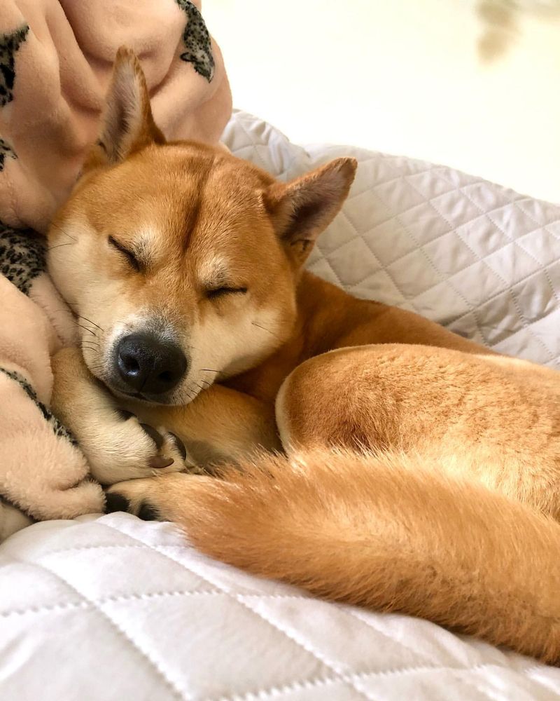 Shiba Inu