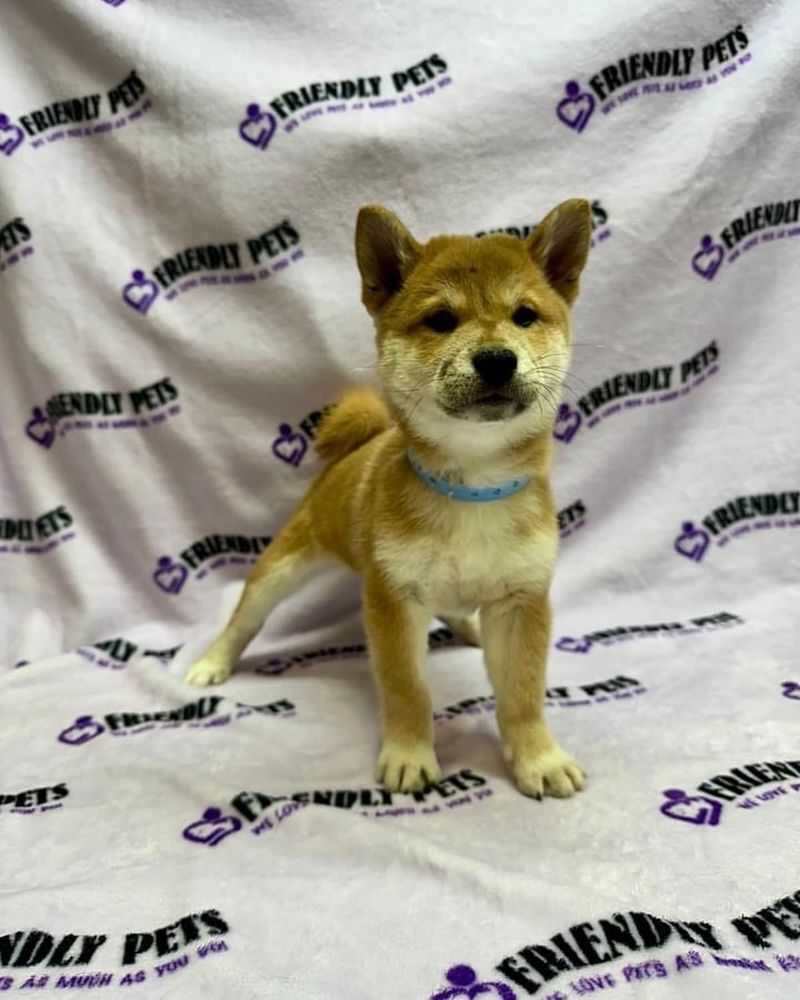 Shiba Inu