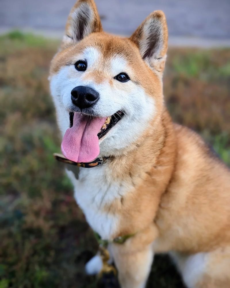 Shiba Inu