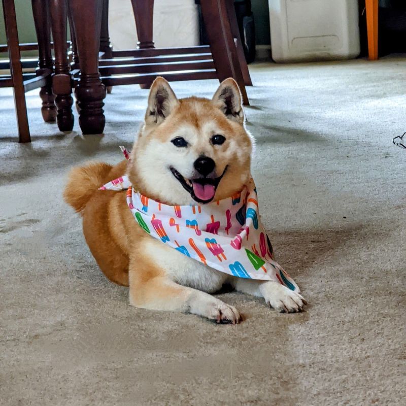 Shiba Inu