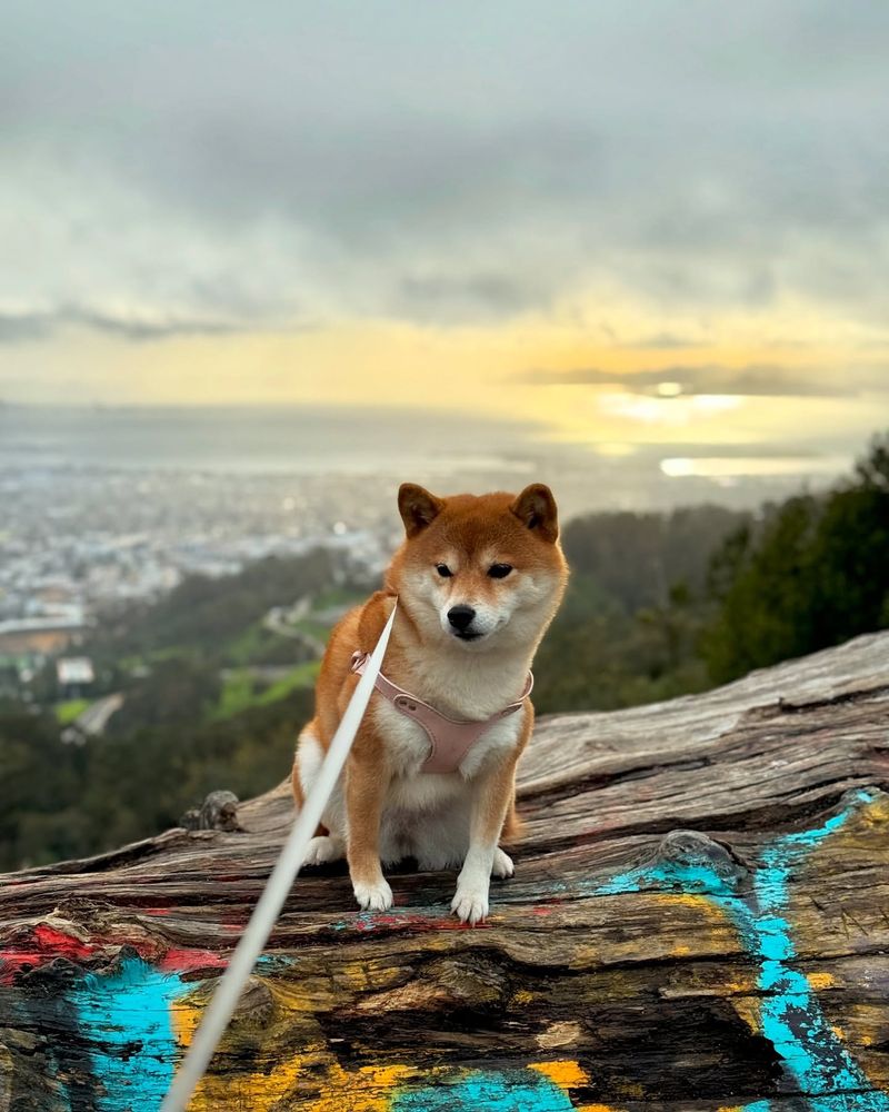 Shiba Inu