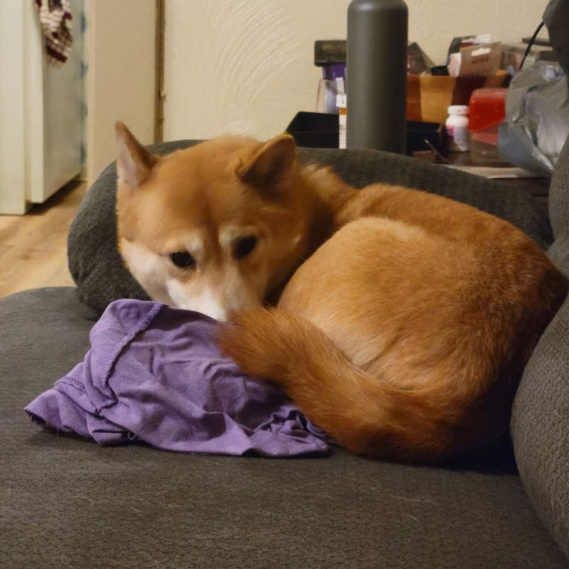 Shiba Inu