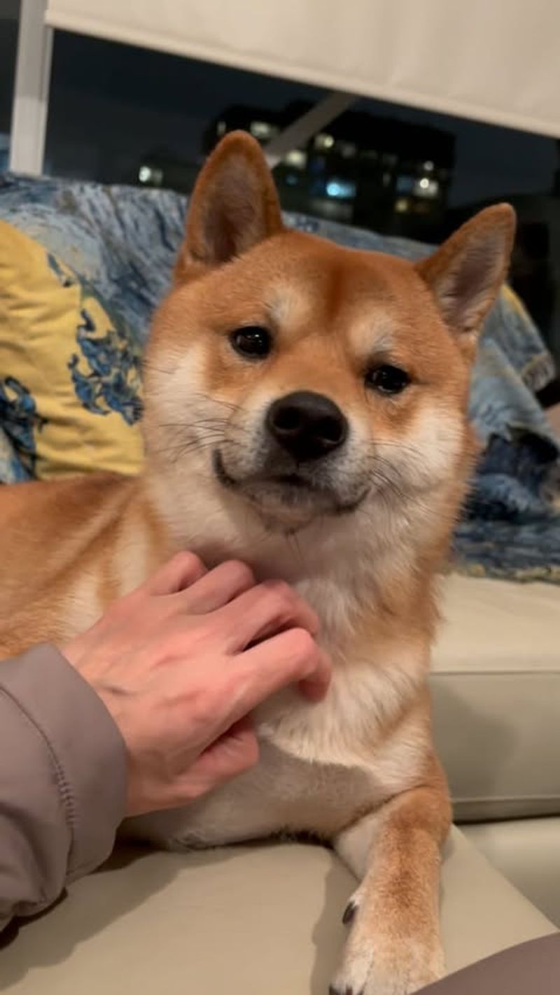 Shiba Inu