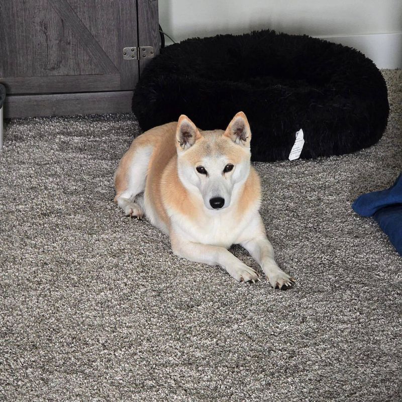 Shiba Inu