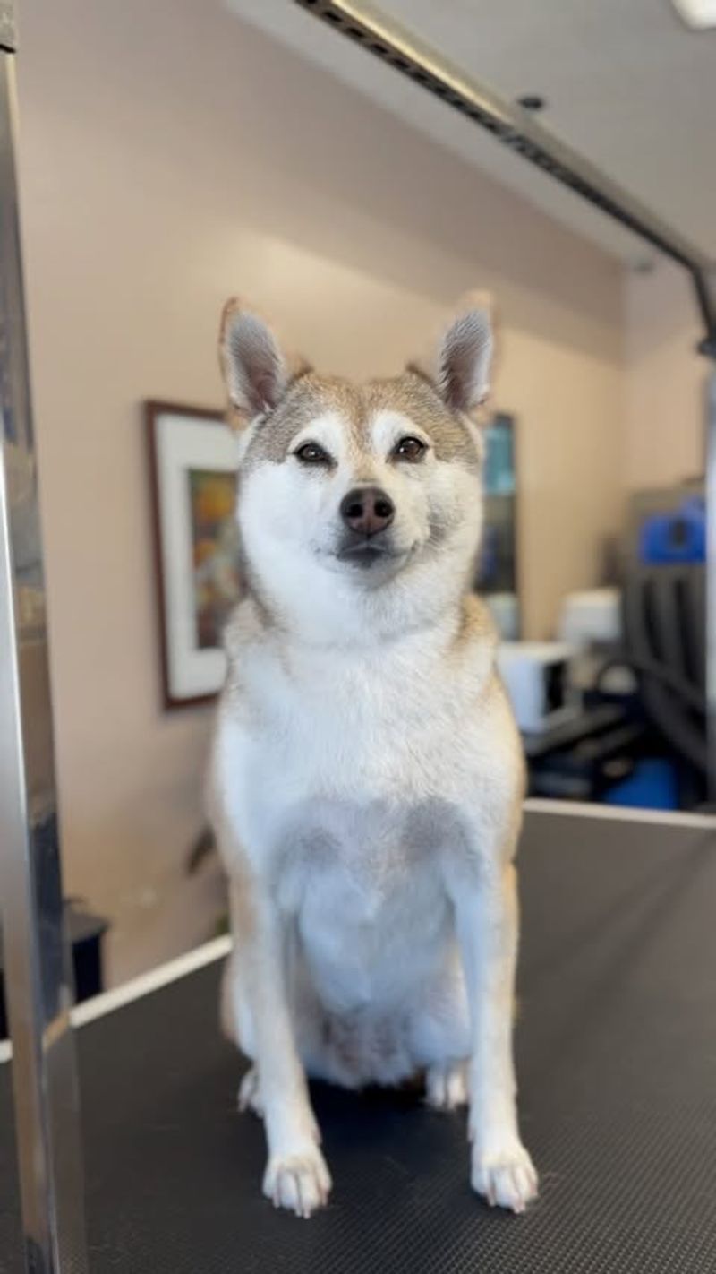 Shiba Inu