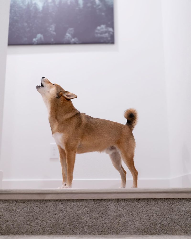 Shiba Inu