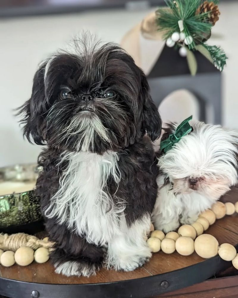 Shih Tzu