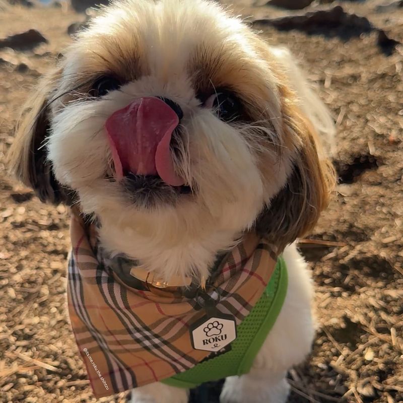 Shih Tzu
