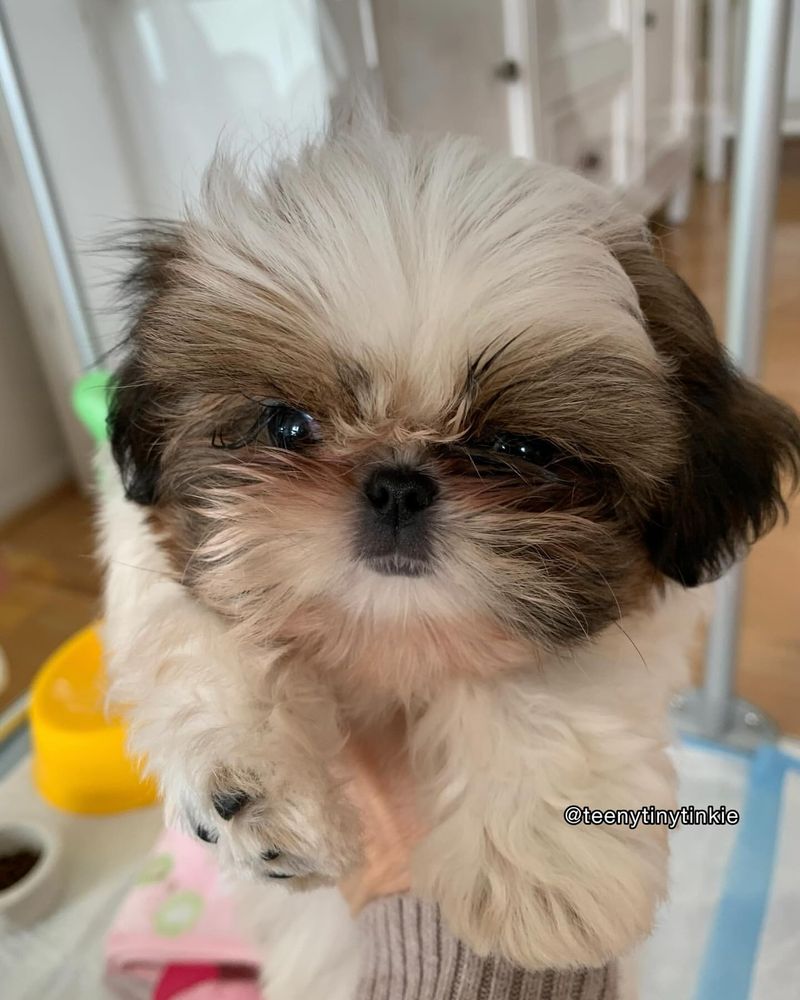 Shih Tzu