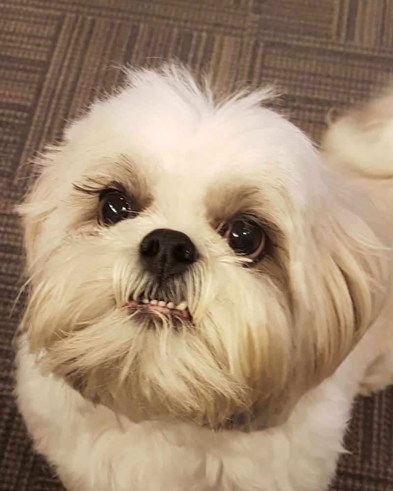 Shih Tzu