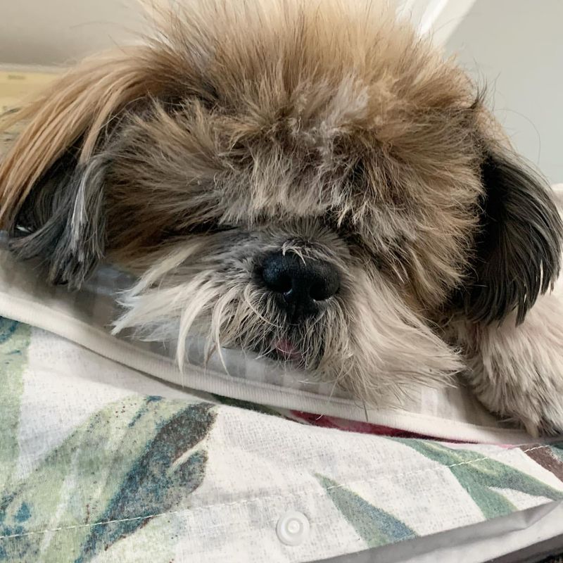 Shih Tzu
