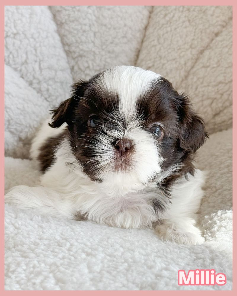 Shih Tzu