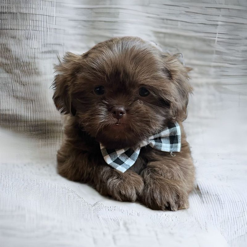 Shih Tzu