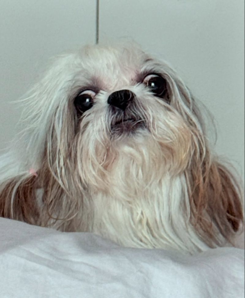Shih Tzu