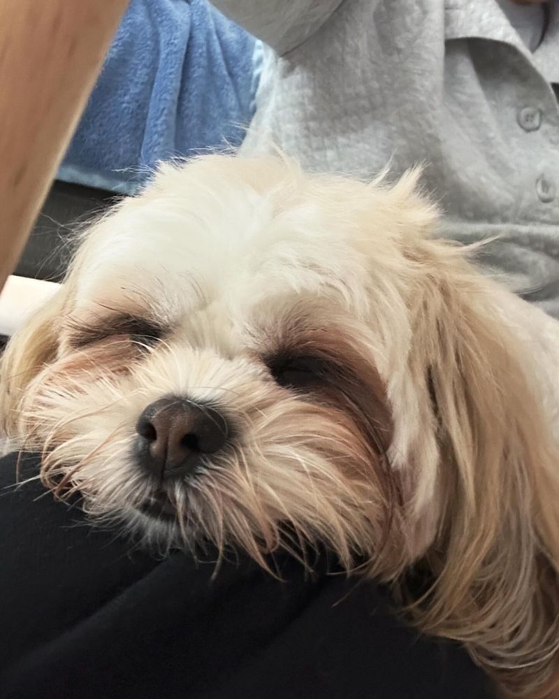 Shih Tzu