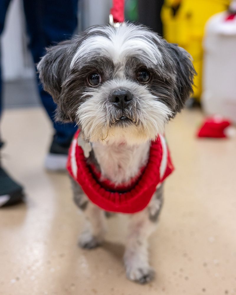 Shih Tzu