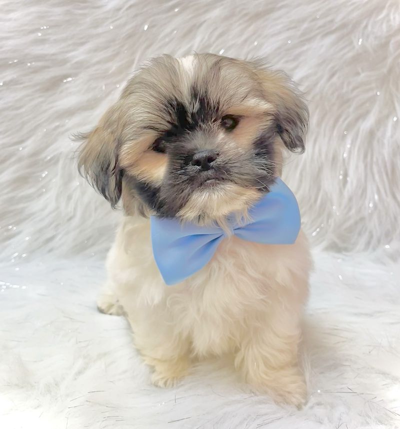 Shih Tzu