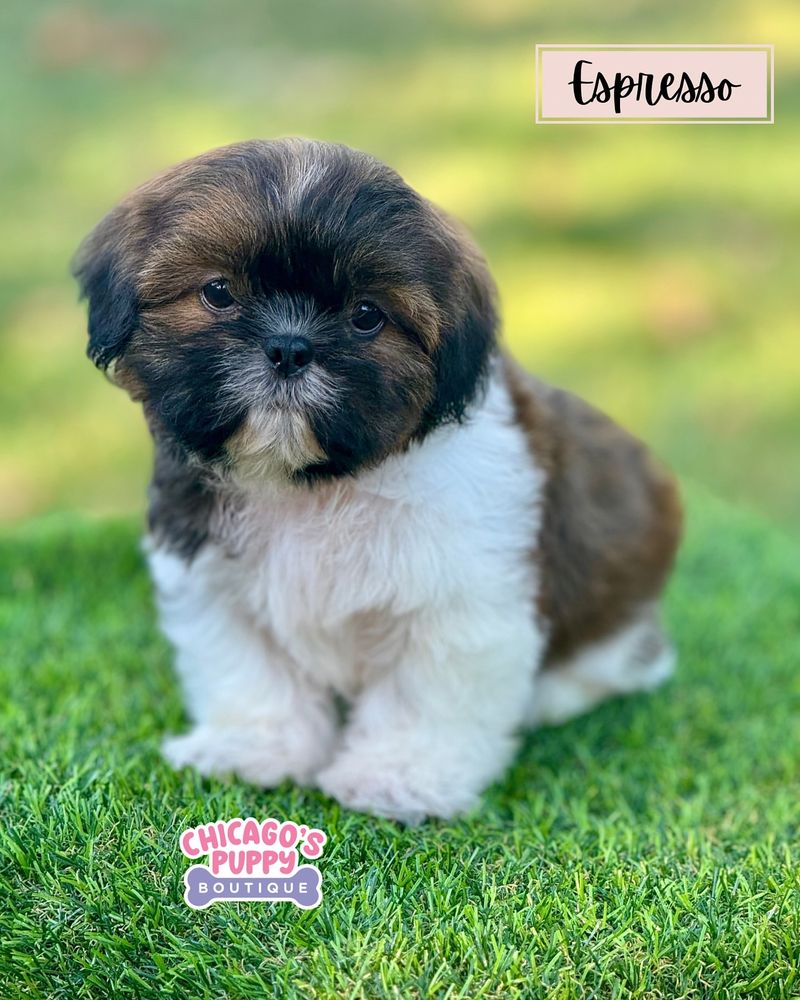 Shih Tzu