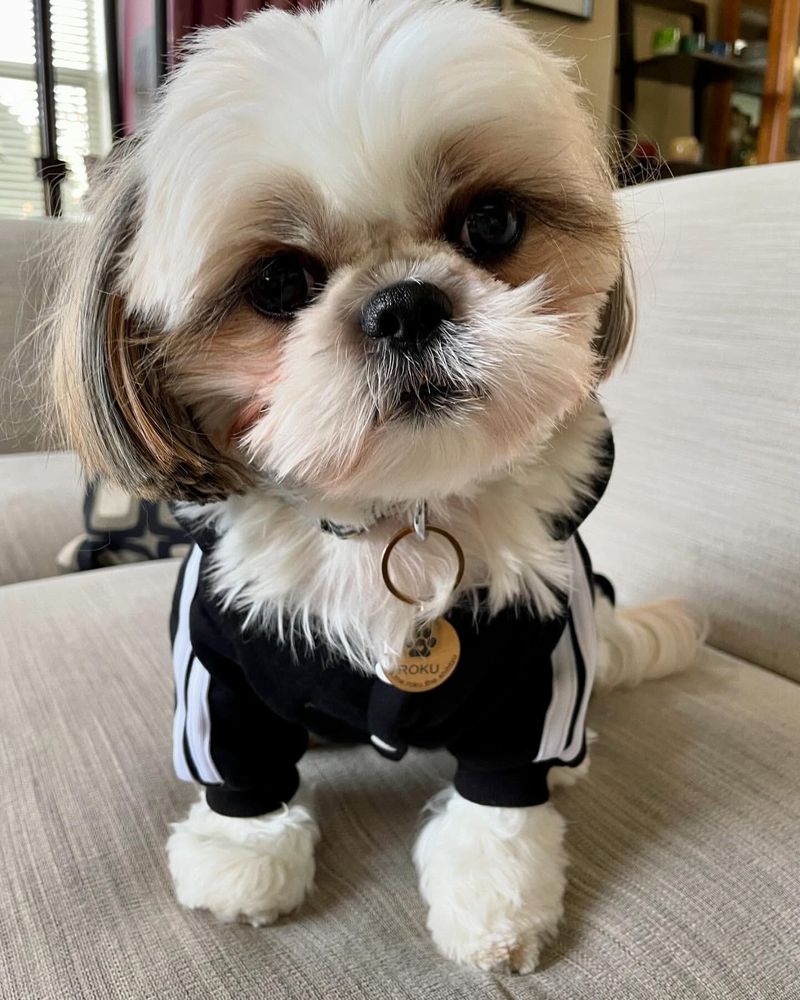 Shih Tzu