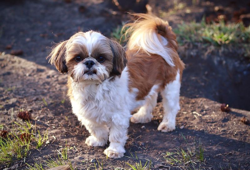 Shih Tzu
