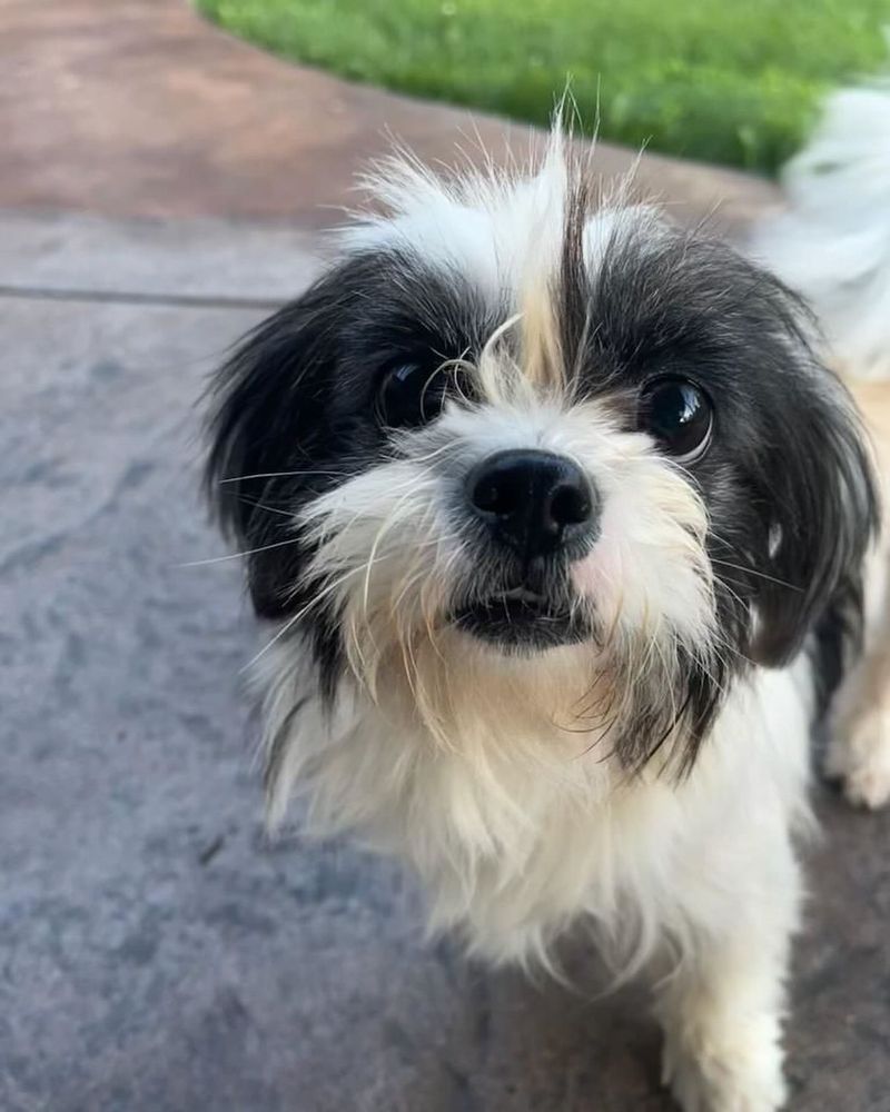 Shih Tzu