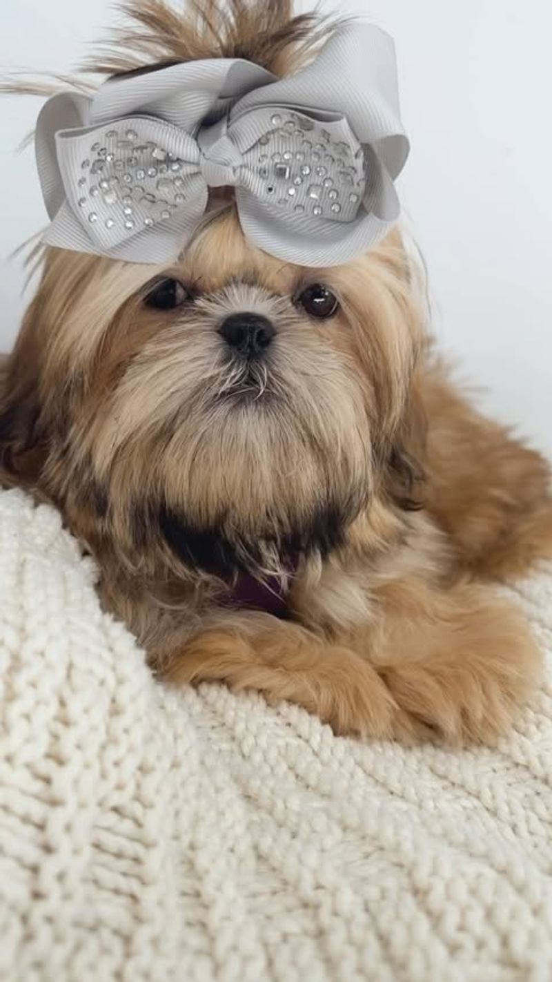 Shih Tzu