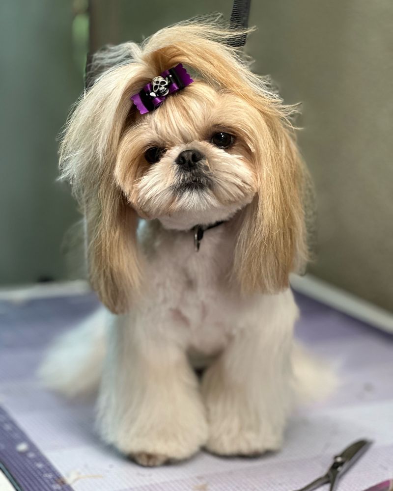 Shih Tzu