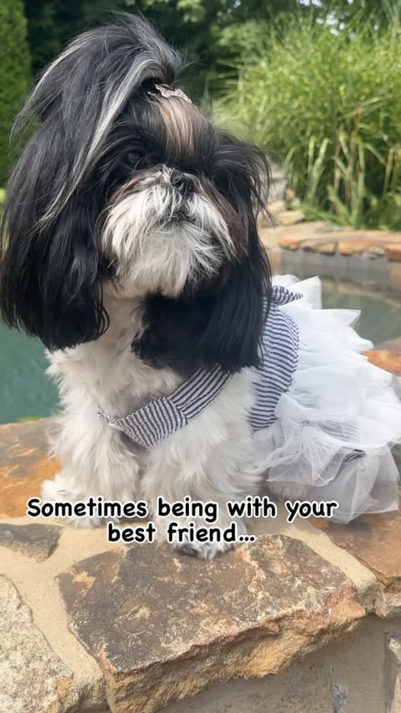 Shih Tzu