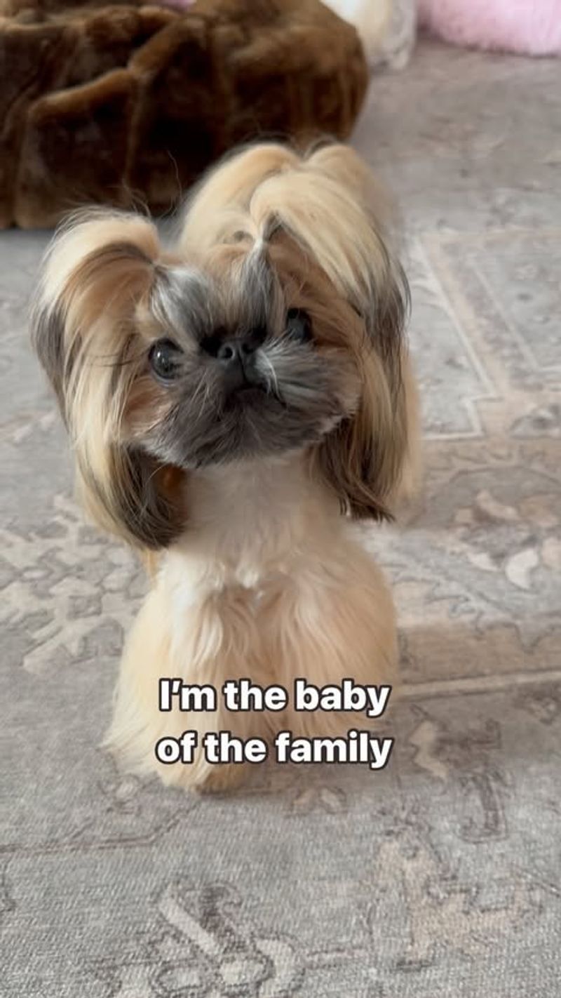 Shih Tzu