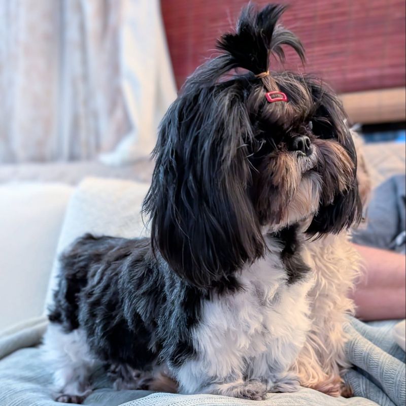 Shih Tzu