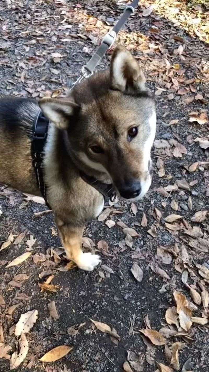 Shikoku