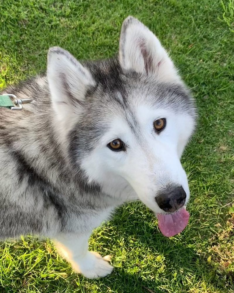 Siberian Husky