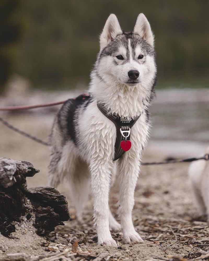 Siberian Husky