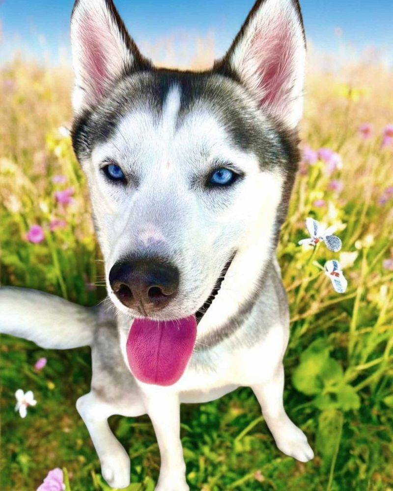 Siberian Husky