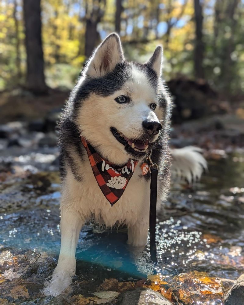 Siberian Husky