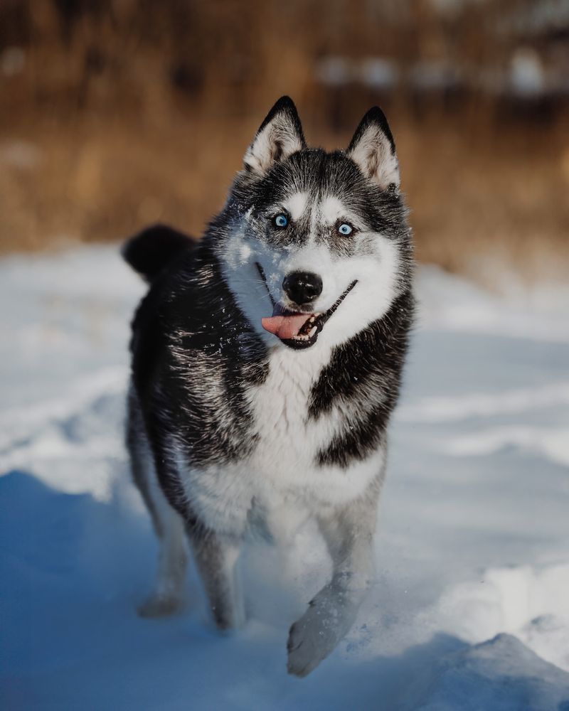 Siberian Husky