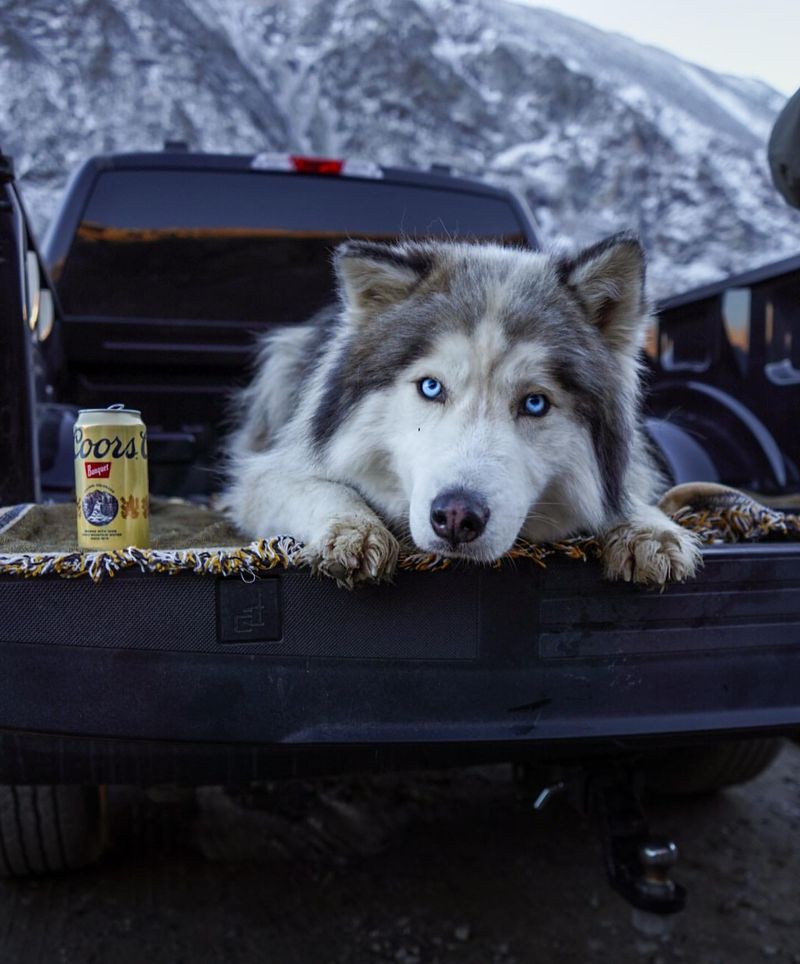 Siberian Husky