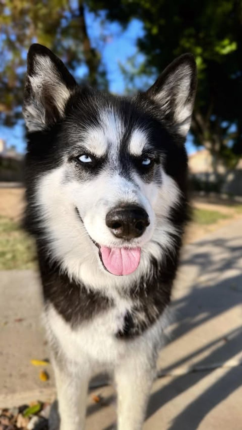 Siberian Husky