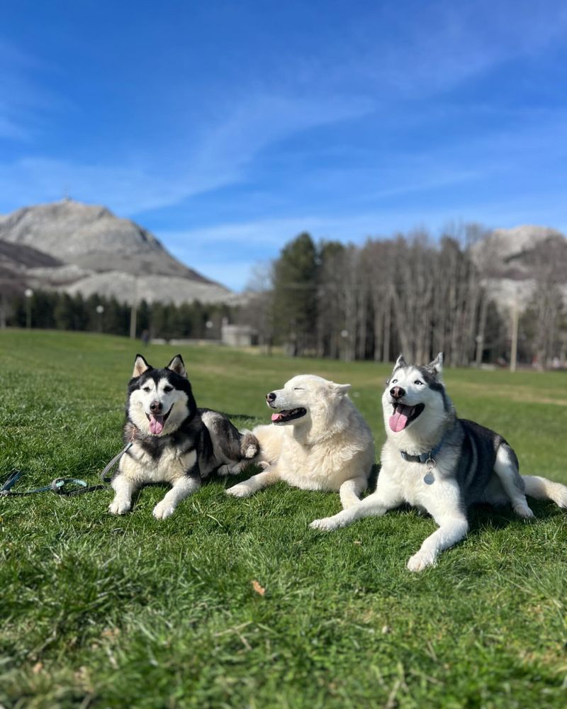 Siberian Husky