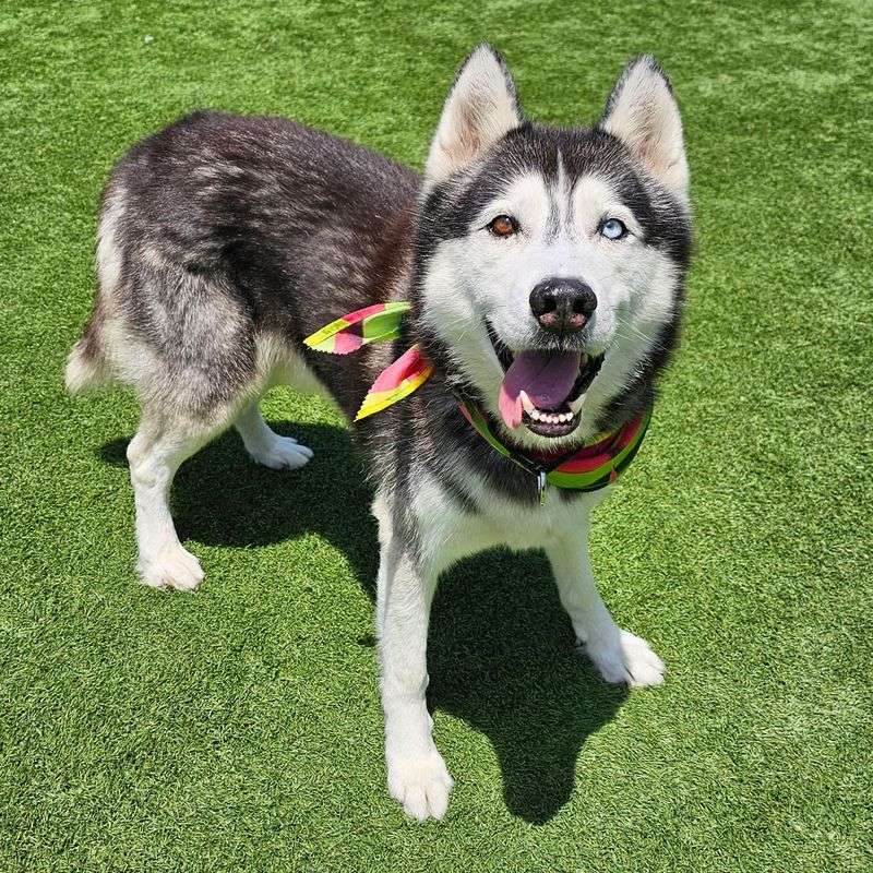 Siberian Husky