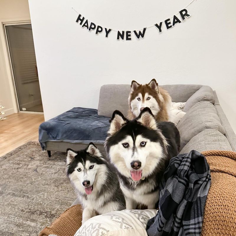 Siberian Husky