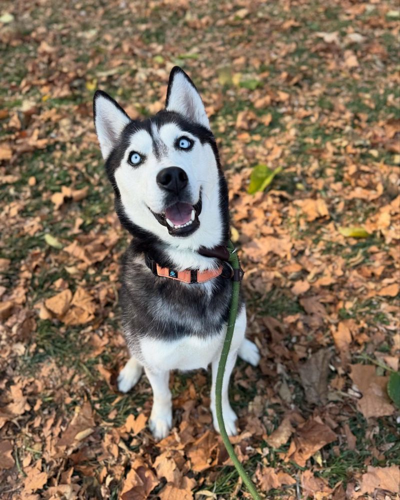 Siberian Husky